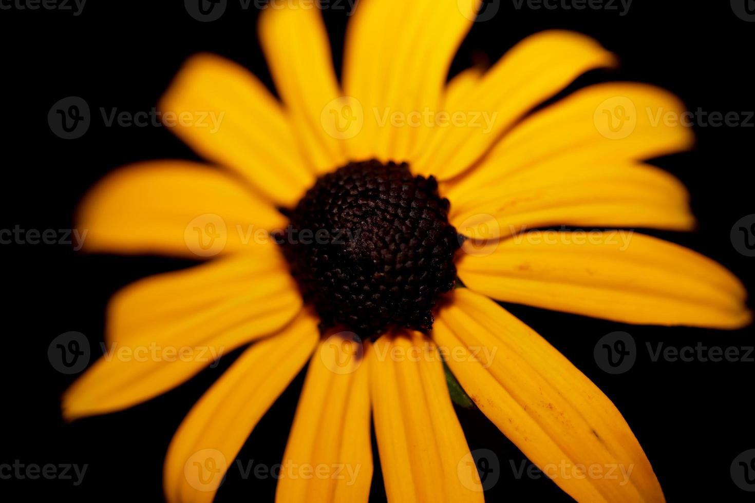 fower blomma närbild bakgrund rudbeckia fulgida familj compositae foto