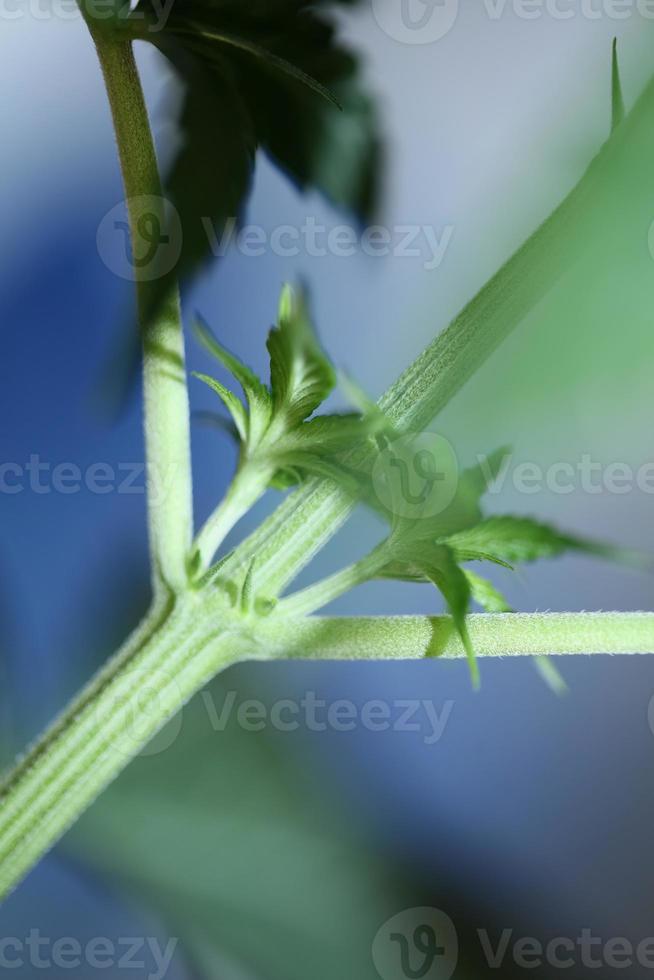 marijuana blad närbild indica familjen cannabaceae super citron dis foto