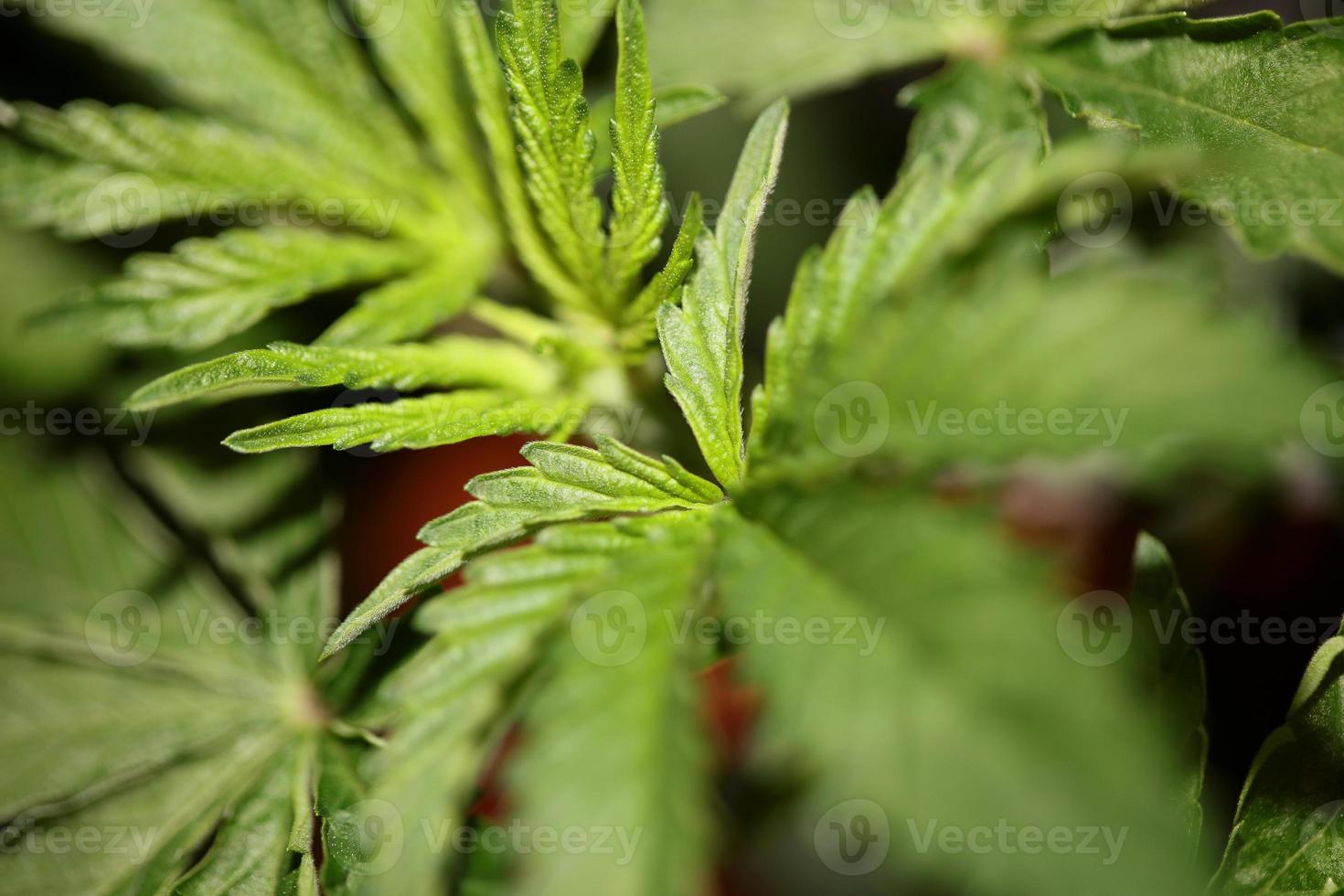 marijuana blad närbild indica familjen cannabaceae super citron dis foto