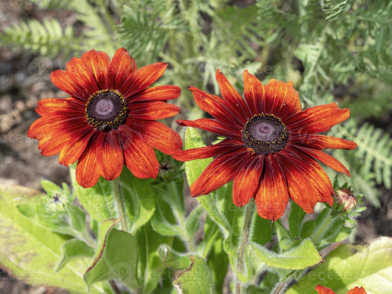 två underbara apelsinblommor i en trädgård foto