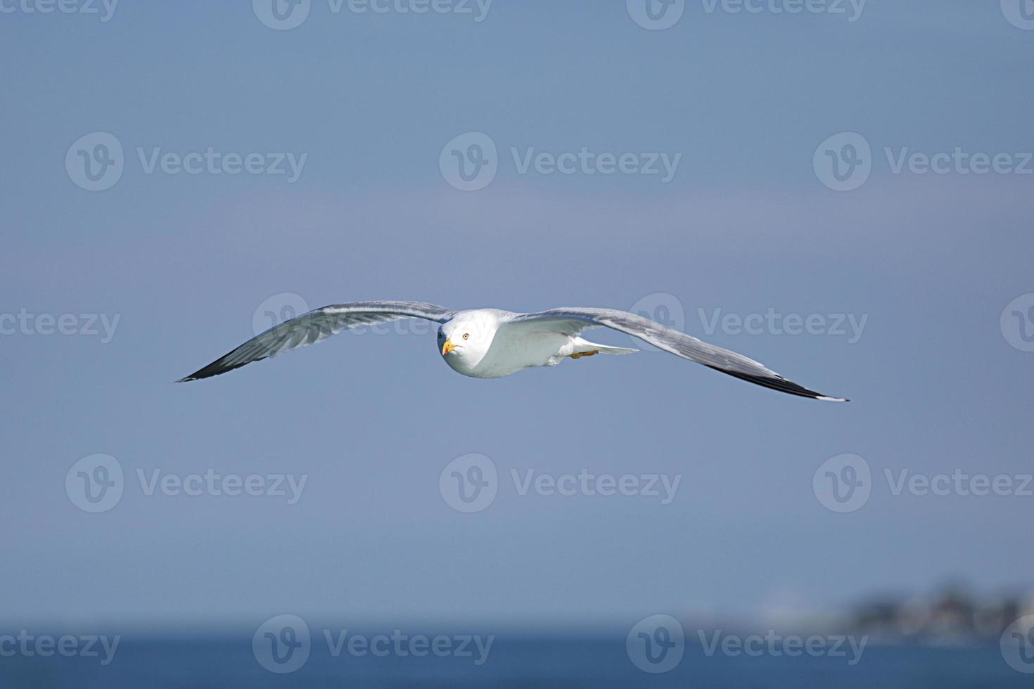 mås, vita måsar, flygande mås foto