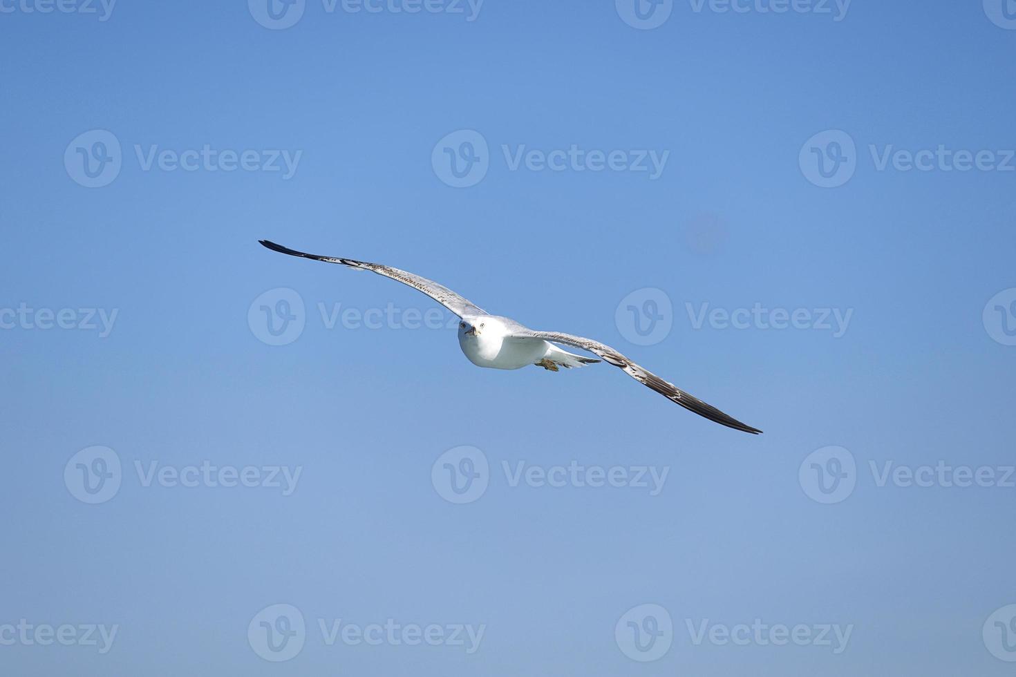 mås, vita måsar, flygande mås foto