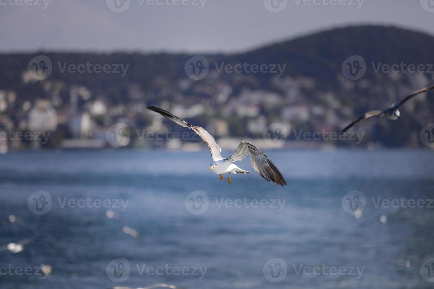 mås, vita måsar, flygande mås foto