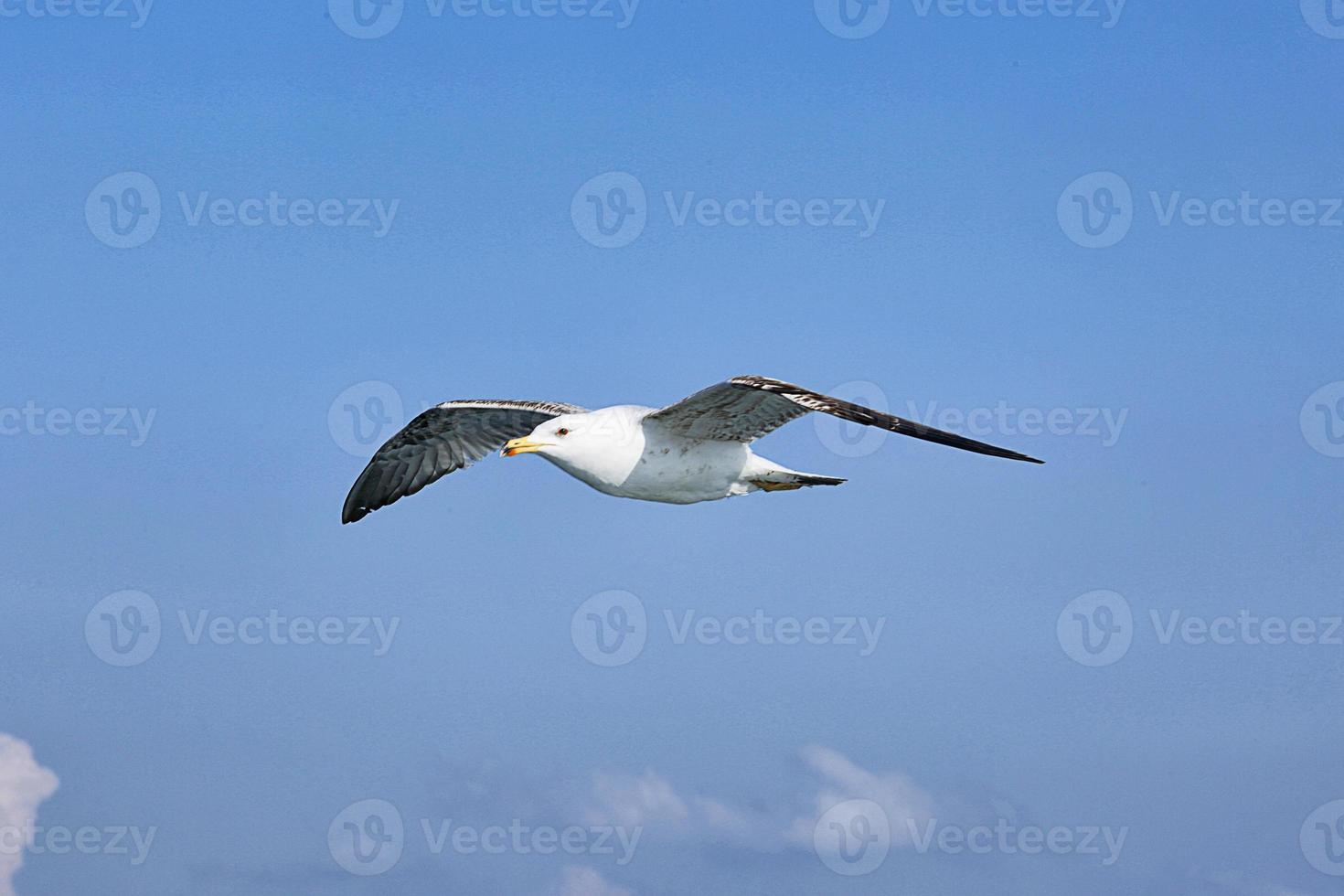 mås, vita måsar, flygande mås foto