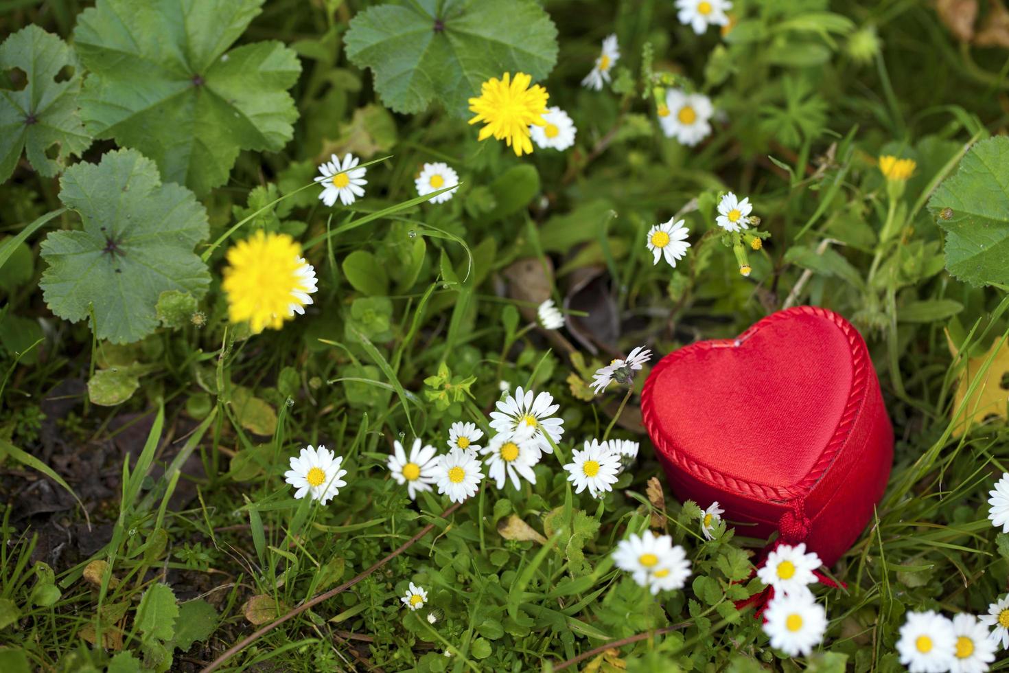 hjärtform av presentförpackning på gräs och tusensköna blommor foto