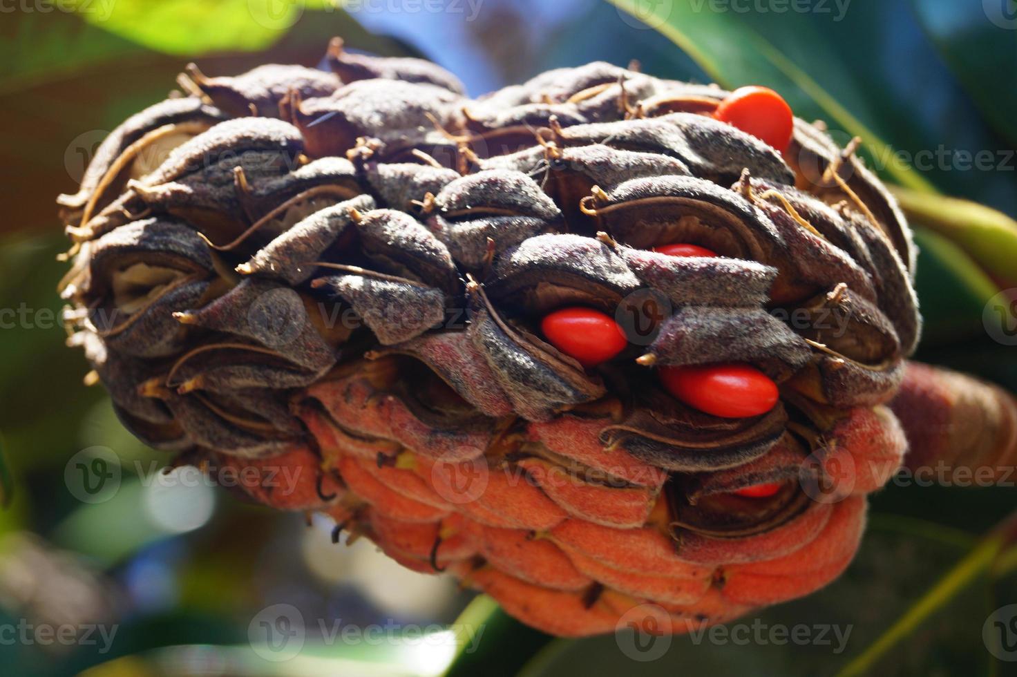 södra magnolia - magnolia grandiflora foto