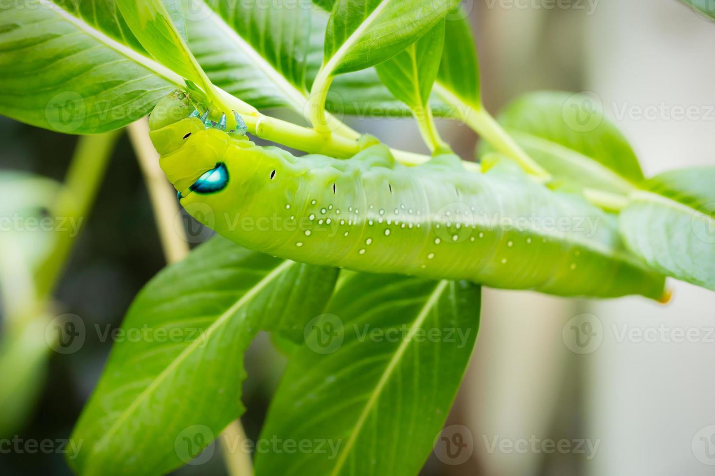 grön larv på gren foto