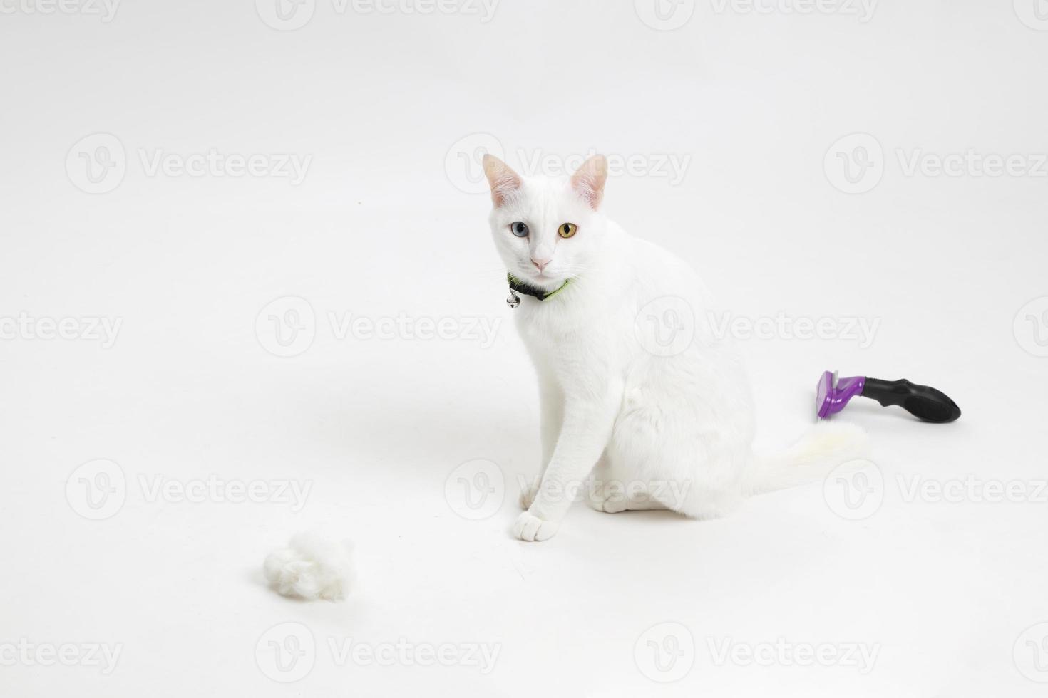 vit kattpäls foto
