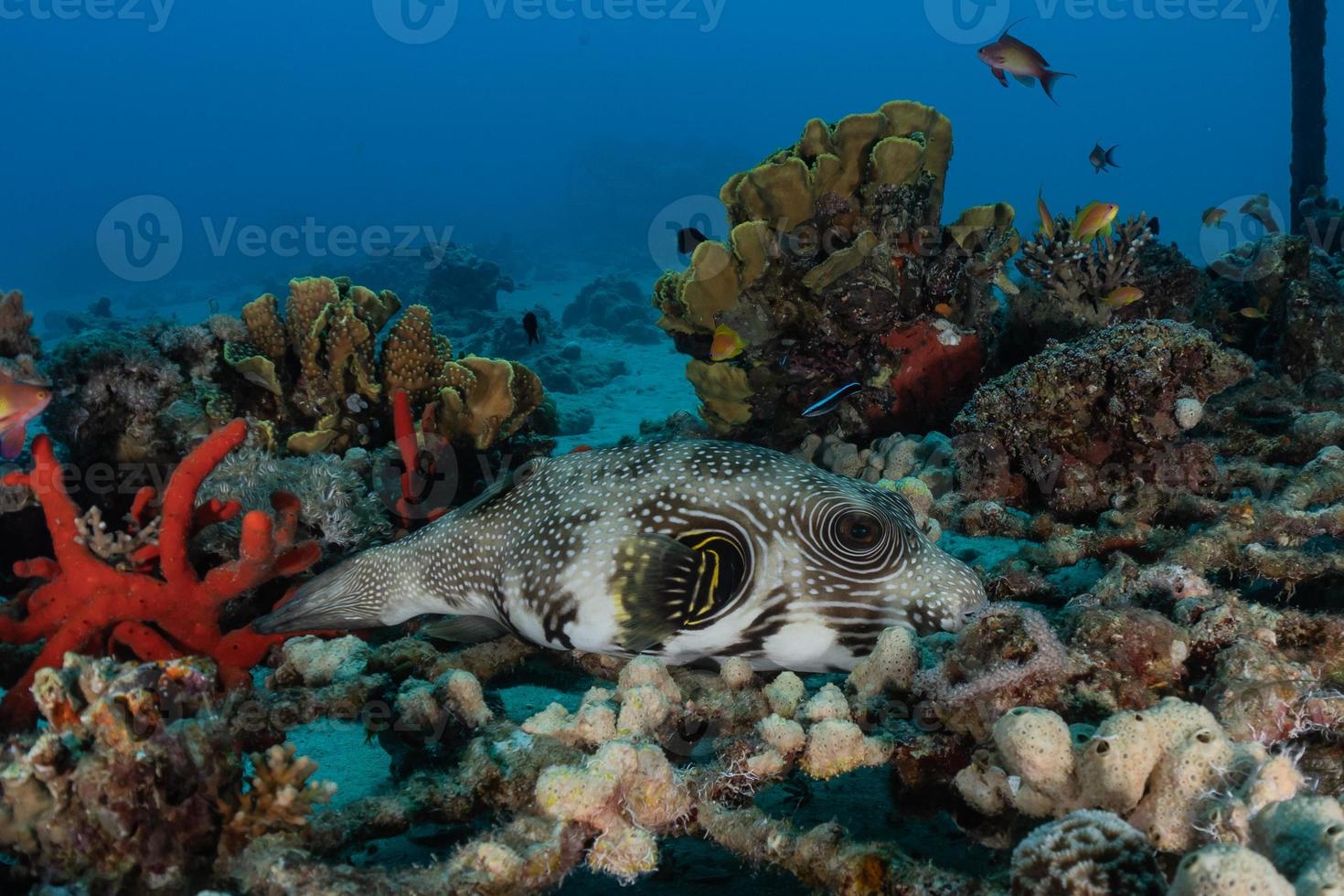 fiskar simmar i Röda havet, färgglada fiskar, Eilat Israel foto