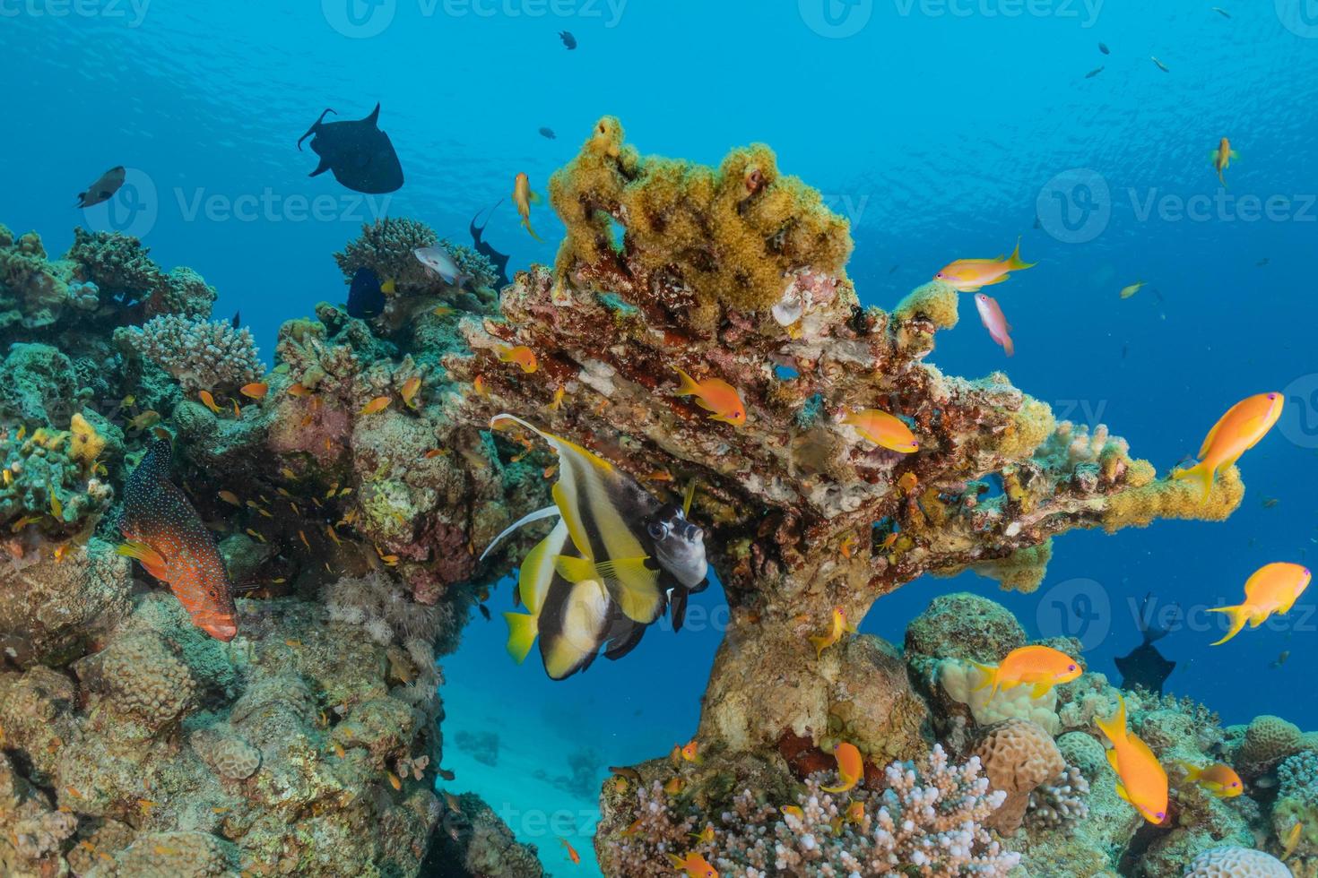 fiskar simmar i Röda havet, färgglada fiskar, Eilat Israel foto