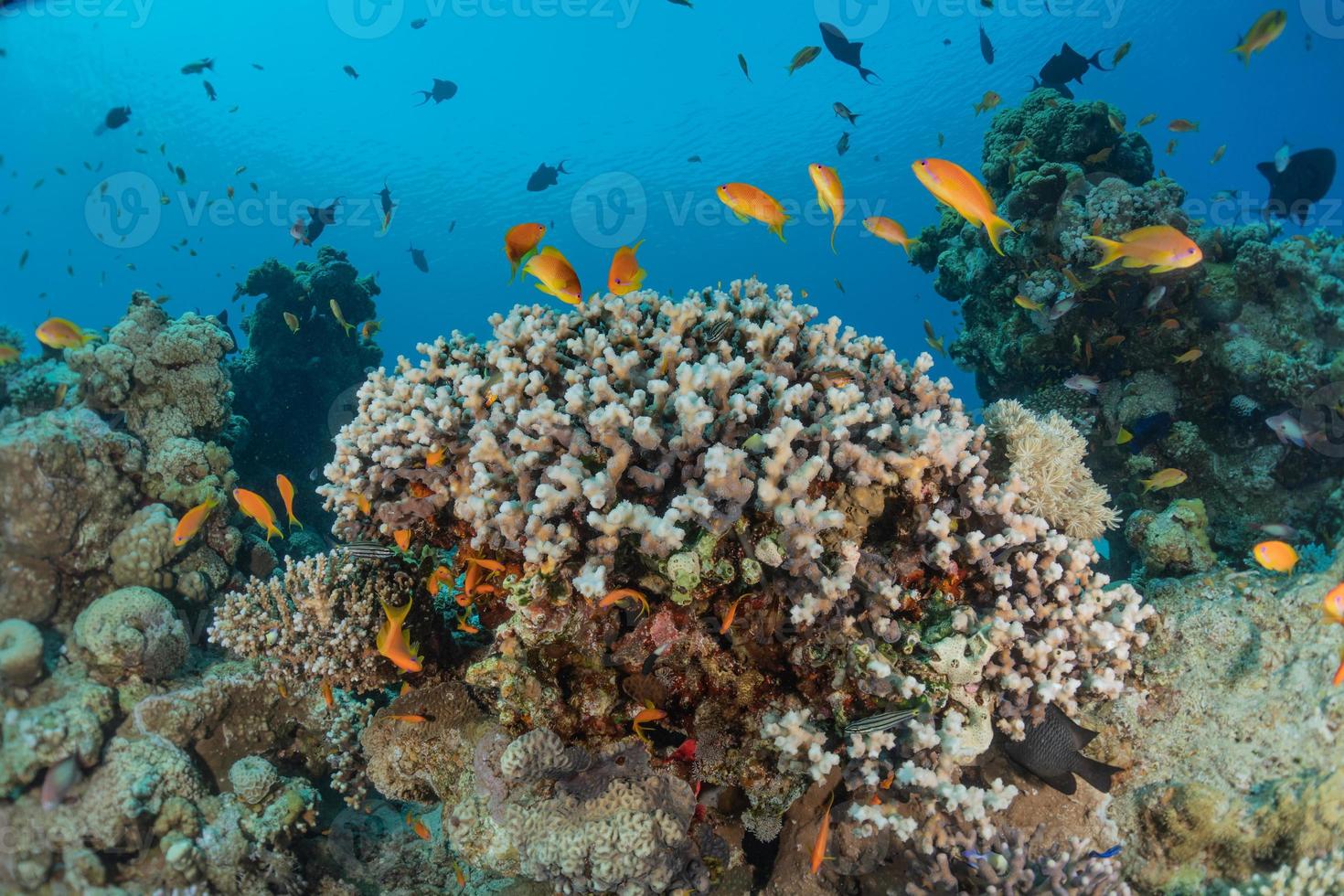 fiskar simmar i Röda havet, färgglada fiskar, Eilat Israel foto