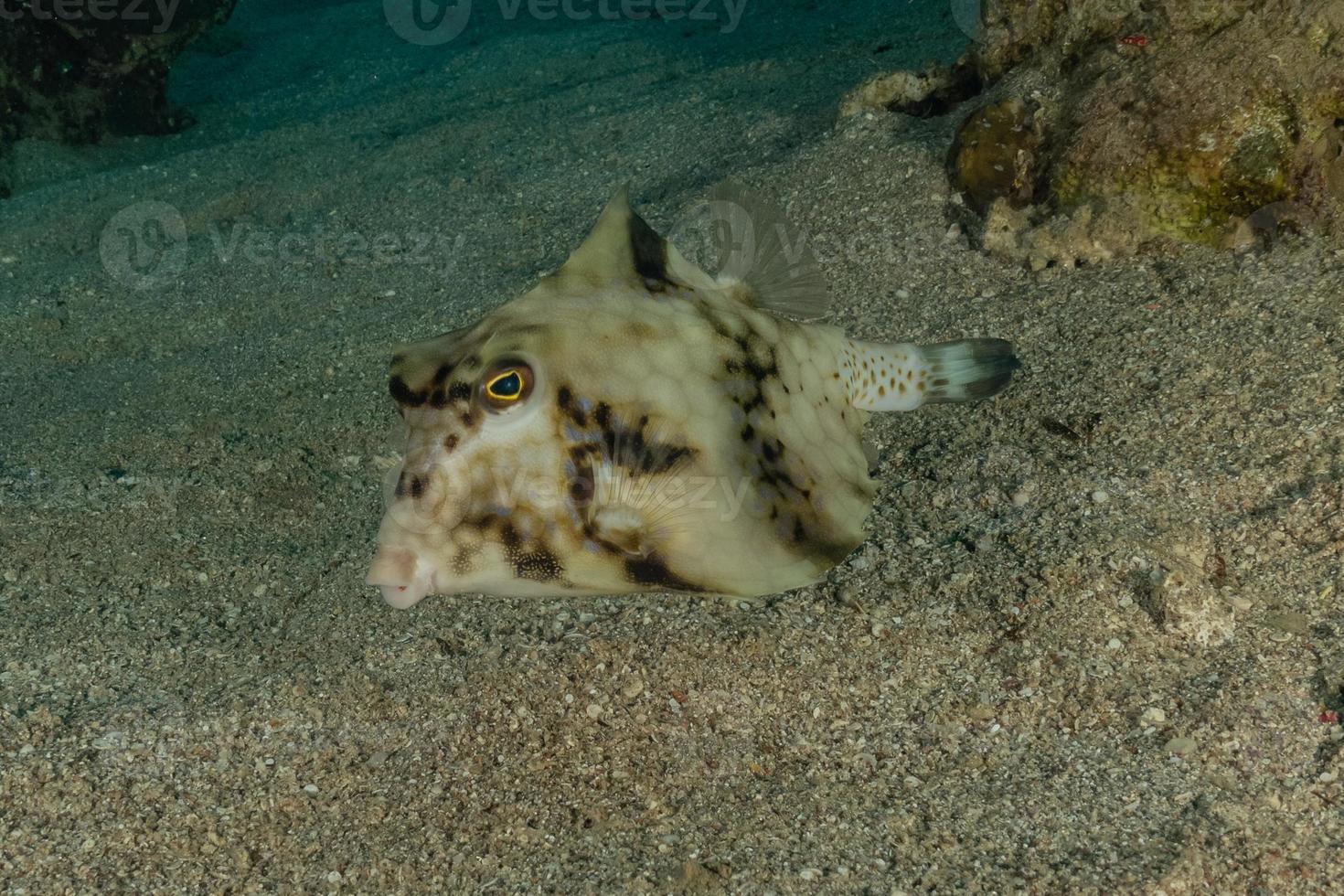 fiskar simmar i Röda havet, färgglada fiskar, Eilat Israel foto