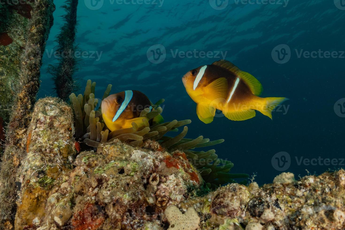 fiskar simmar i Röda havet, färgglada fiskar, Eilat Israel foto