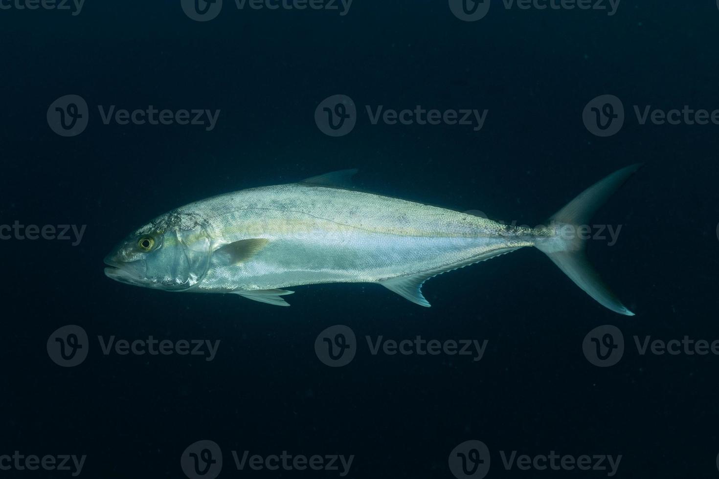 fiskar simmar i Röda havet, färgglada fiskar, Eilat Israel foto