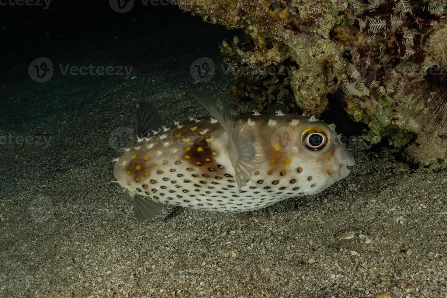 fiskar simmar i Röda havet, färgglada fiskar, Eilat Israel foto