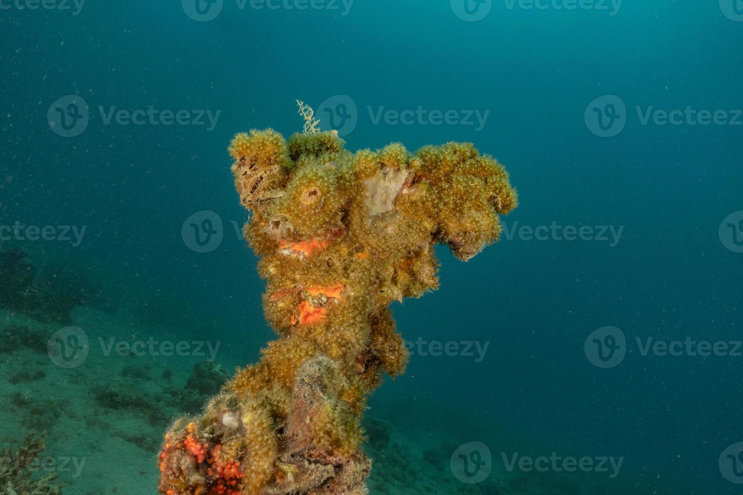 korallrev och vattenväxter i Röda havet, eilat israel foto