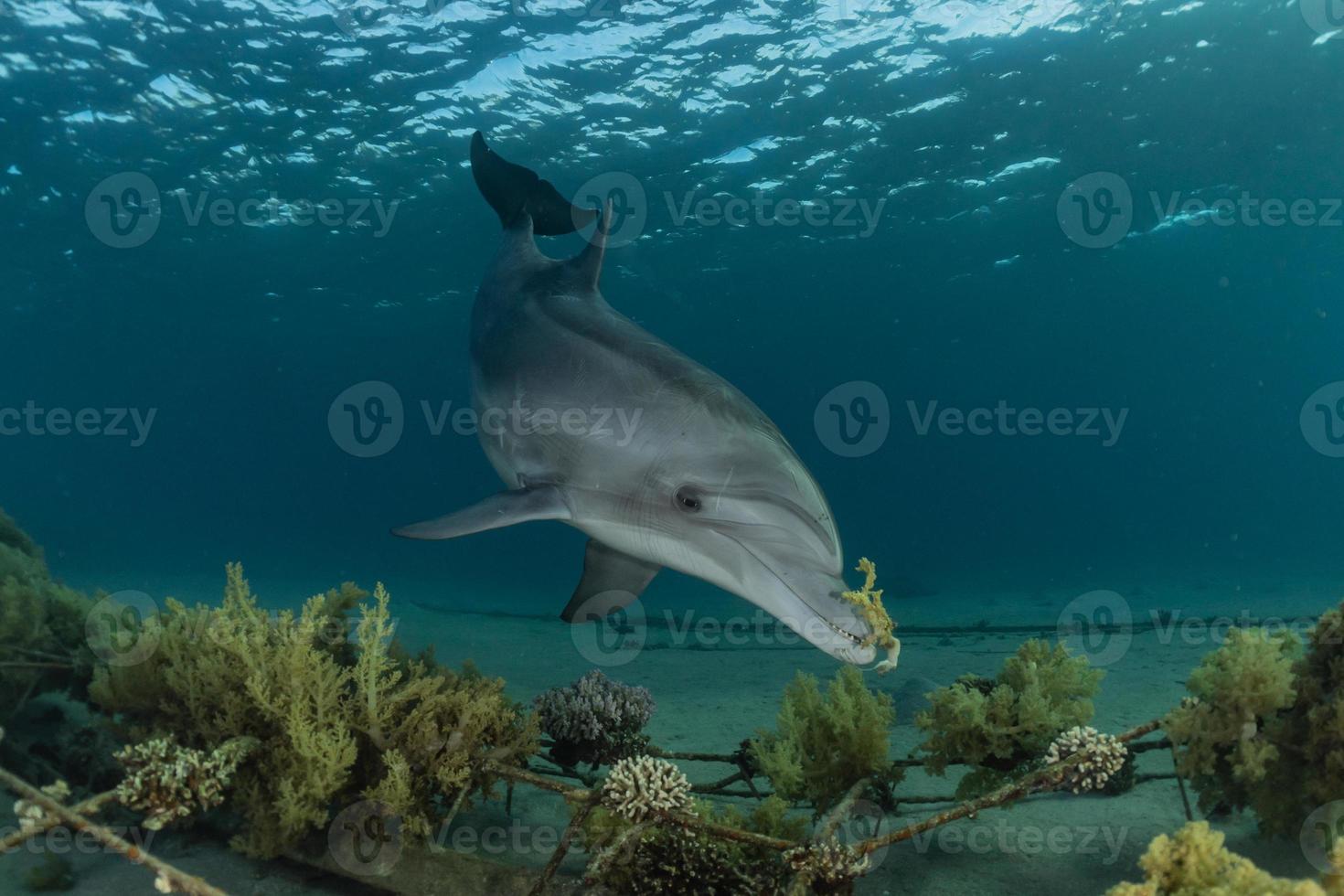 delfin som simmar i Röda havet, Eilat Israel foto