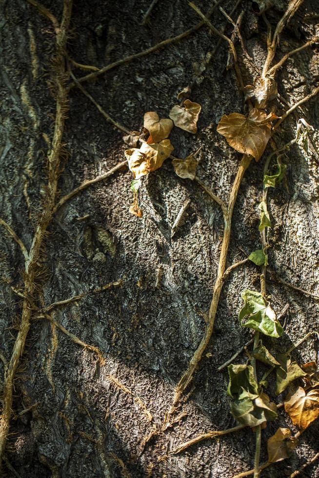 naturlig trädbarkstam foto