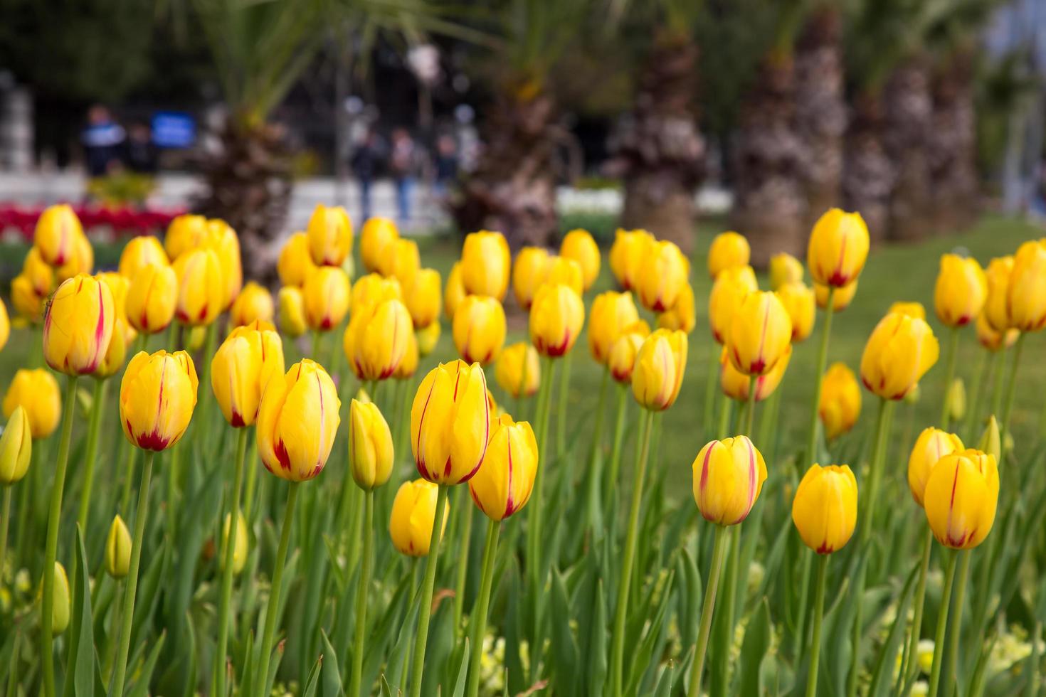 blommig vårblomma färgglada tulpaner foto