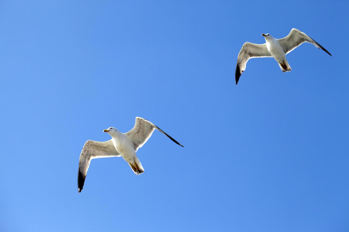 djur fågel fiskmås flyger på himlen foto