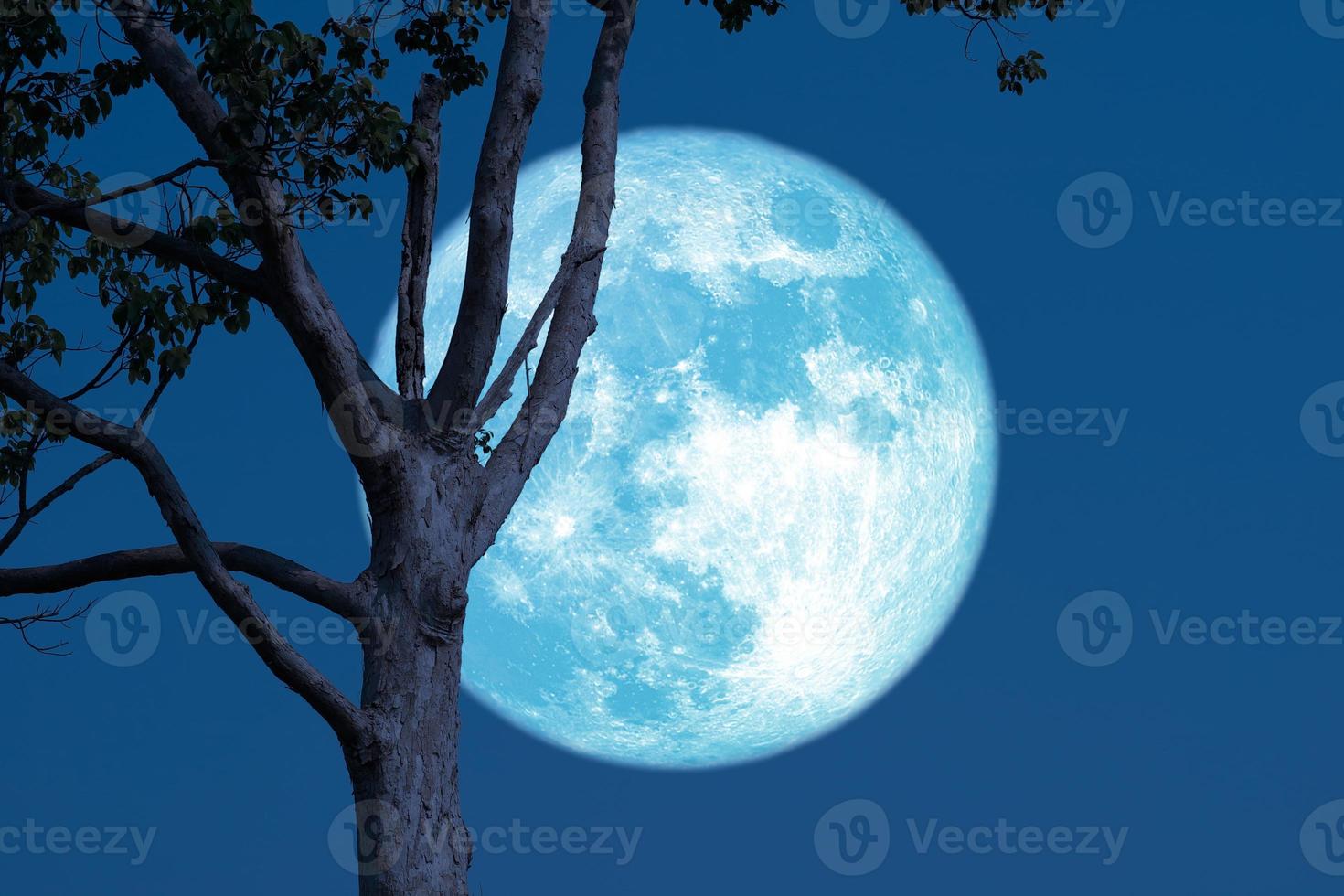 superkorn blå måne stiger med trädbakgrund foto