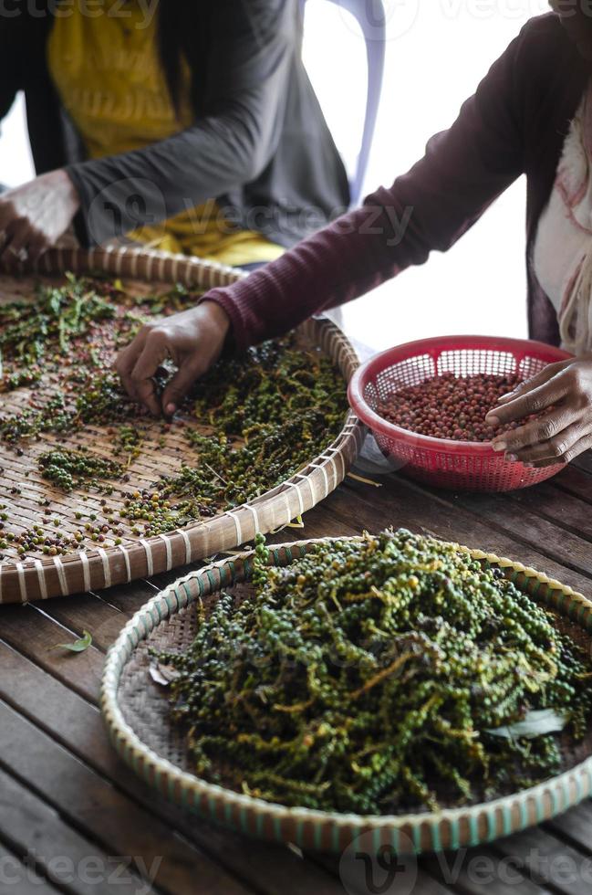 lantarbetare sorterar och väljer färska pepparkorn på plantage i Kampot Kambodja foto