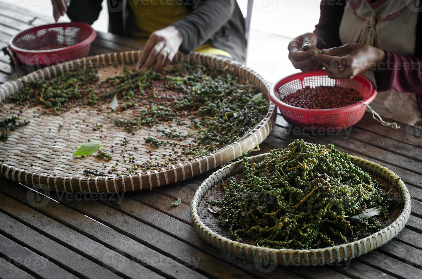 lantarbetare sorterar och väljer färska pepparkorn på plantage i Kampot Kambodja foto