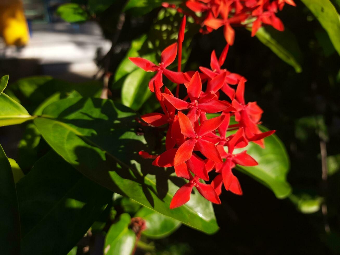 ixora blomma korsa formad fyra kronblad halsband med Sol ljus göra den utseende skön i röd. foto