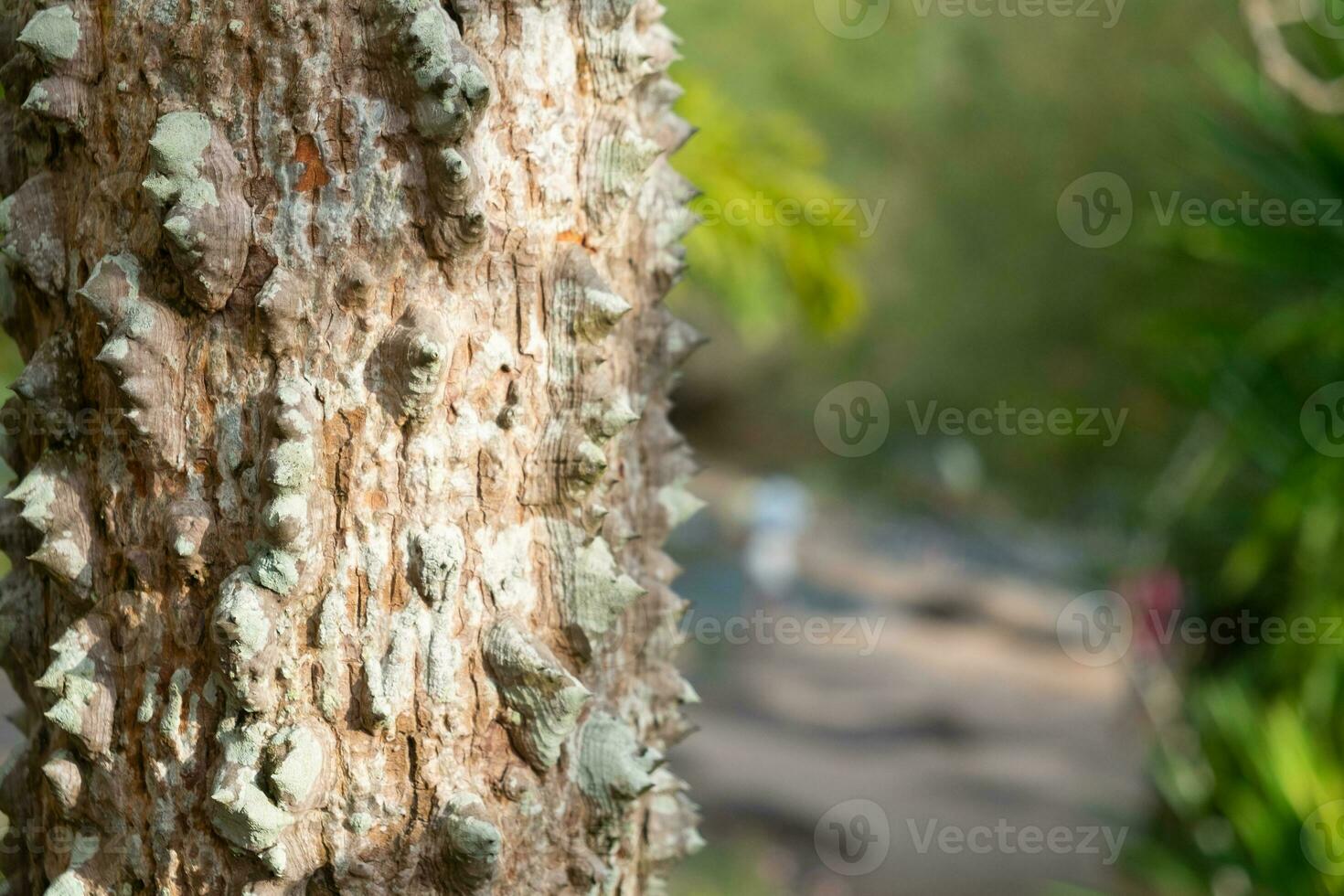 närbild texturerad av stammen av kapokträdet foto