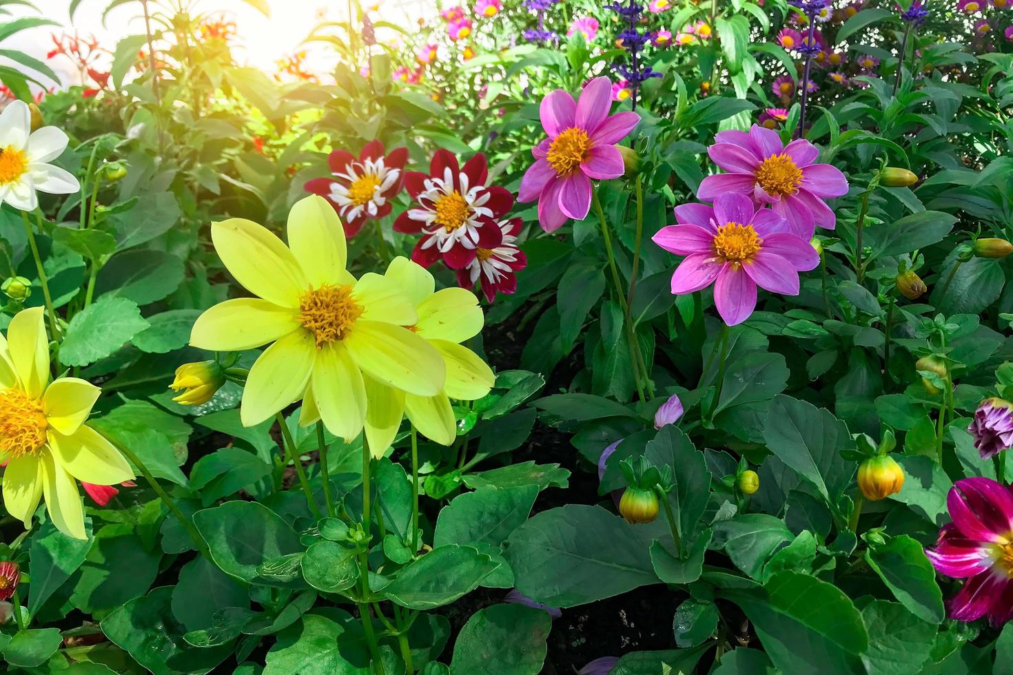 kluster av ljust guldgult träsk helianthus angustifolius foto