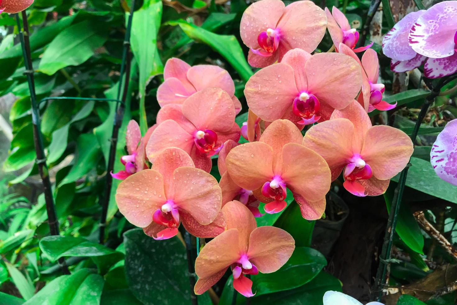 orange orkidéblomma i trädgården på vintern phalaenopsis orkidé foto