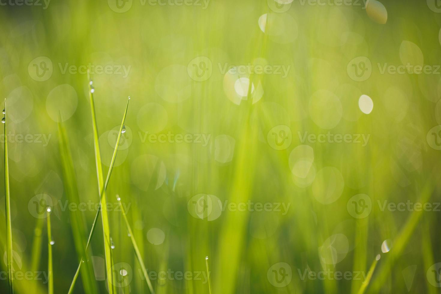 dagg på gräs grönska bakgrund foto