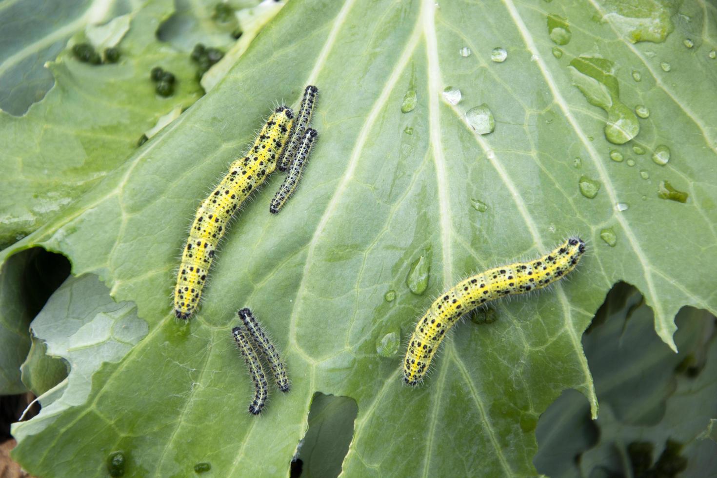 gula larver äter gröna kålblad foto