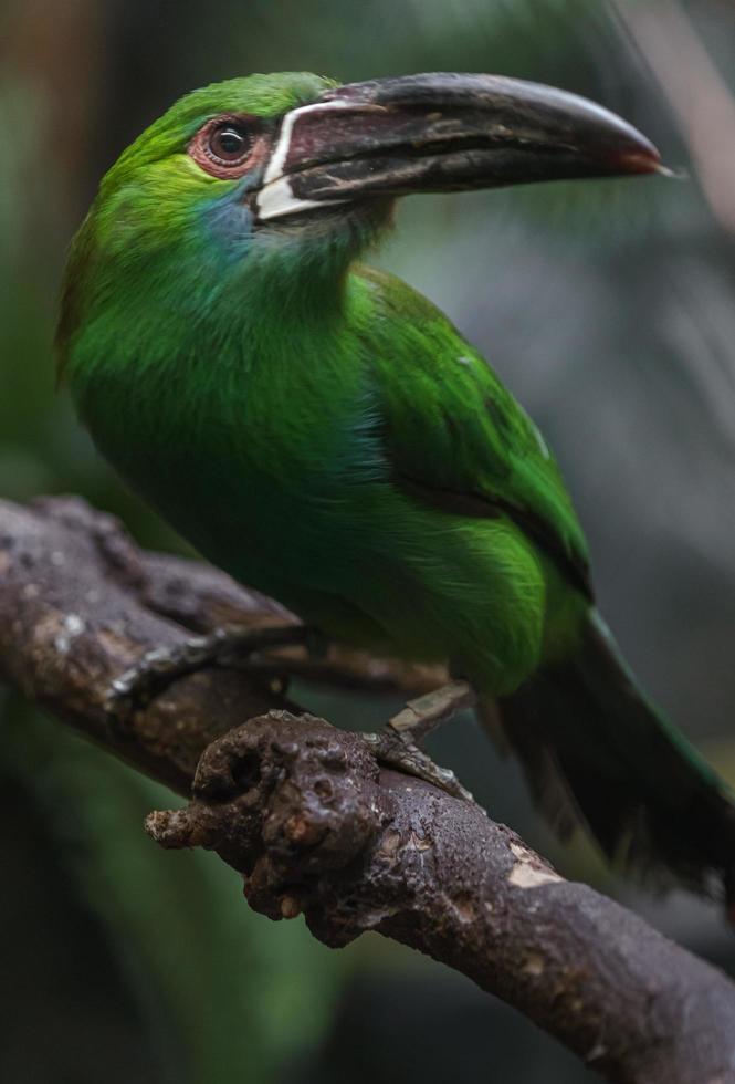 crimson rumped toucanet foto