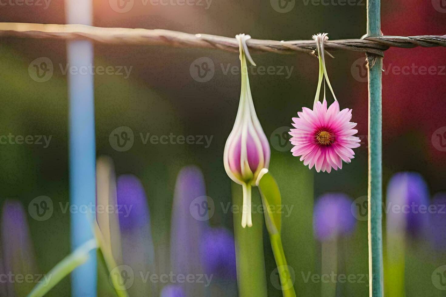två rosa blommor hängande från en tråd staket. ai-genererad foto
