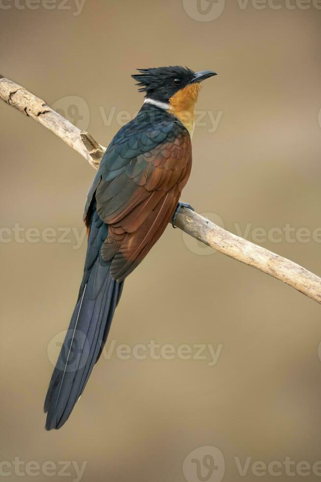 bild av kastanj bevingad gök fågel clamator coromandus på en gren på natur bakgrund. fågel. djur. foto