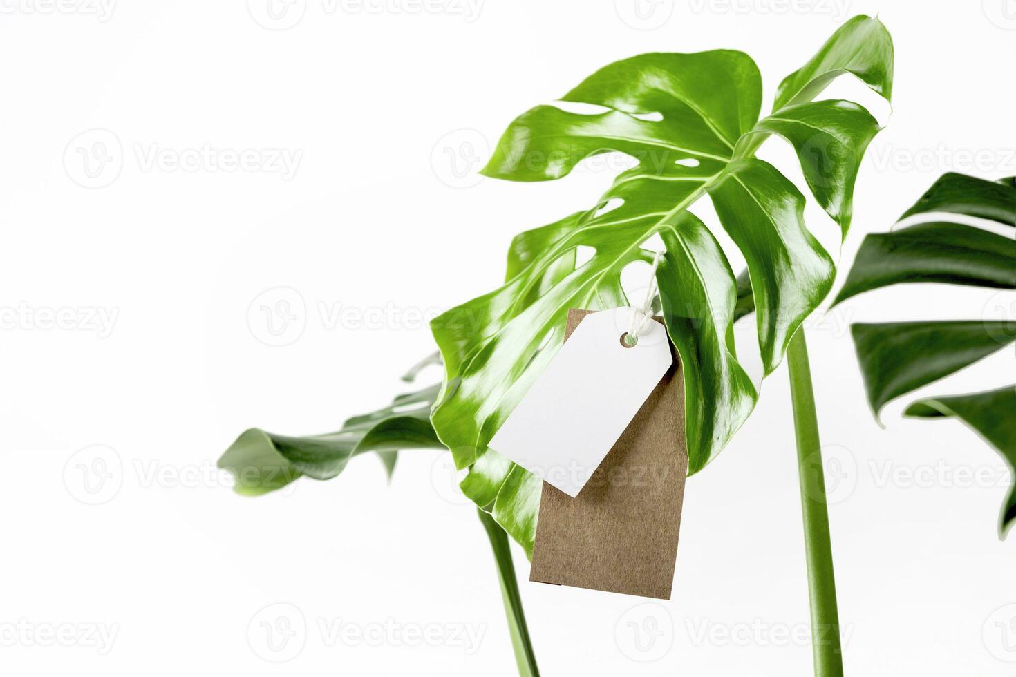 märka märka falsk upp på monstera löv på vit bakgrund. grön fredag begrepp. foto