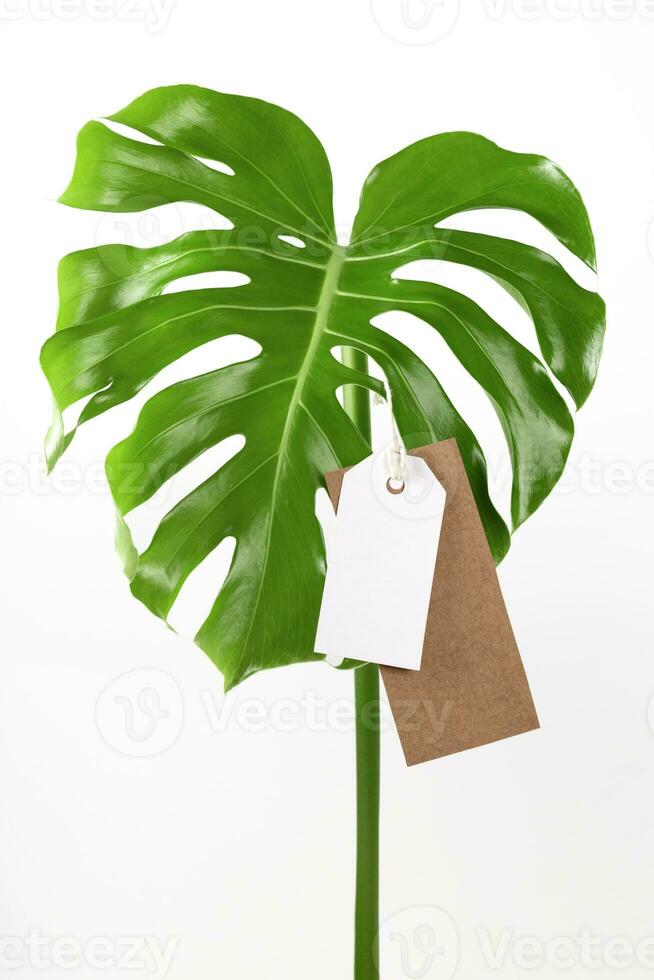 märka märka falsk upp på monstera löv på vit bakgrund. grön fredag begrepp. foto