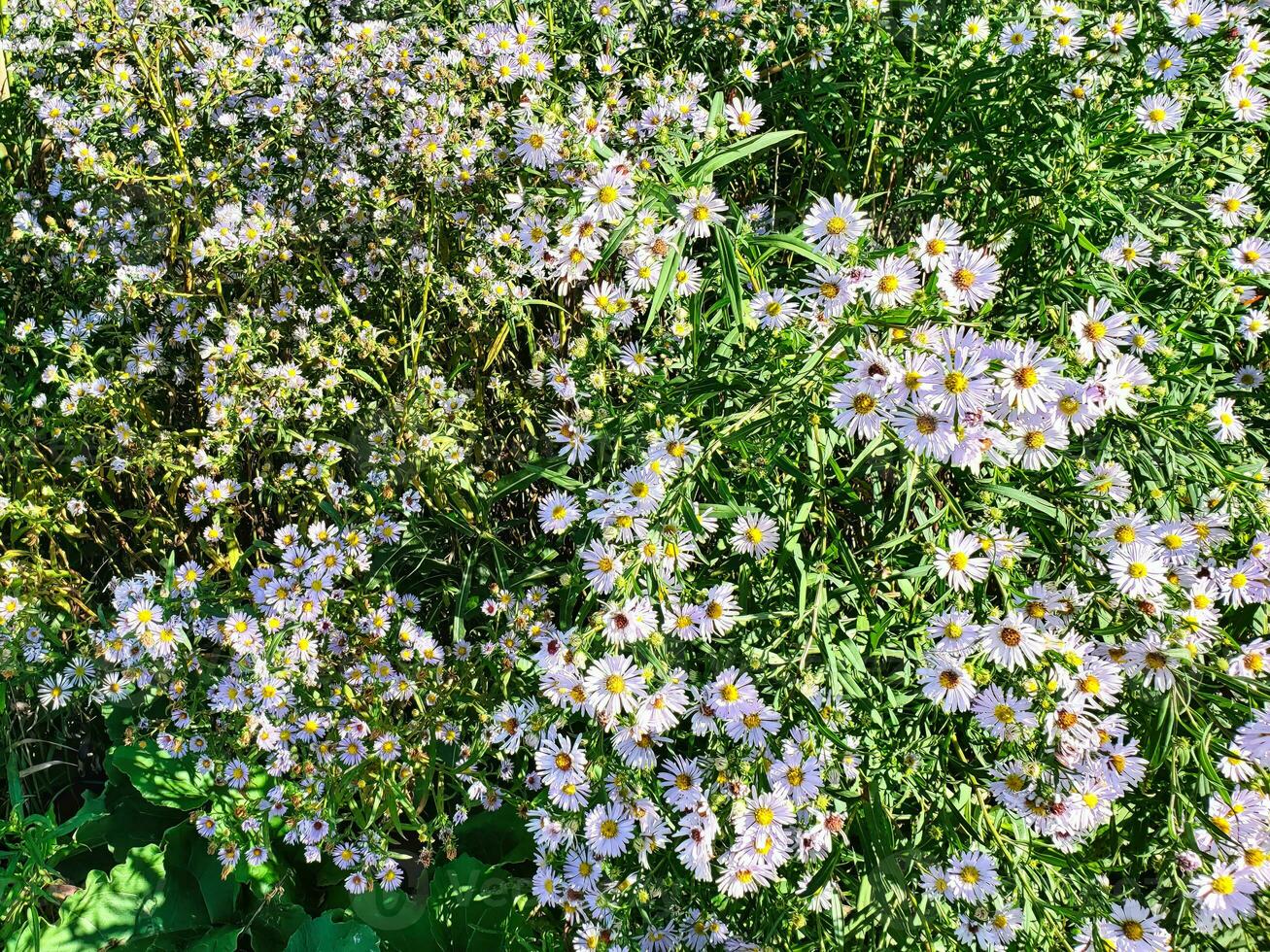 en buske av lila och vit blommor foto