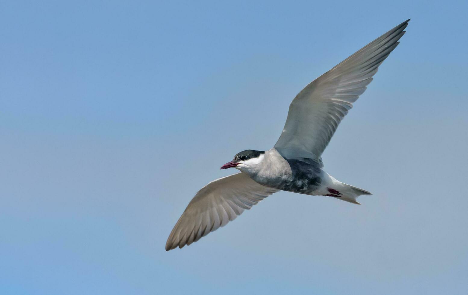 morrhår tärna - chlidonias hybrida - sväva över flod säng i Sök för mat med bred sprids vingar foto