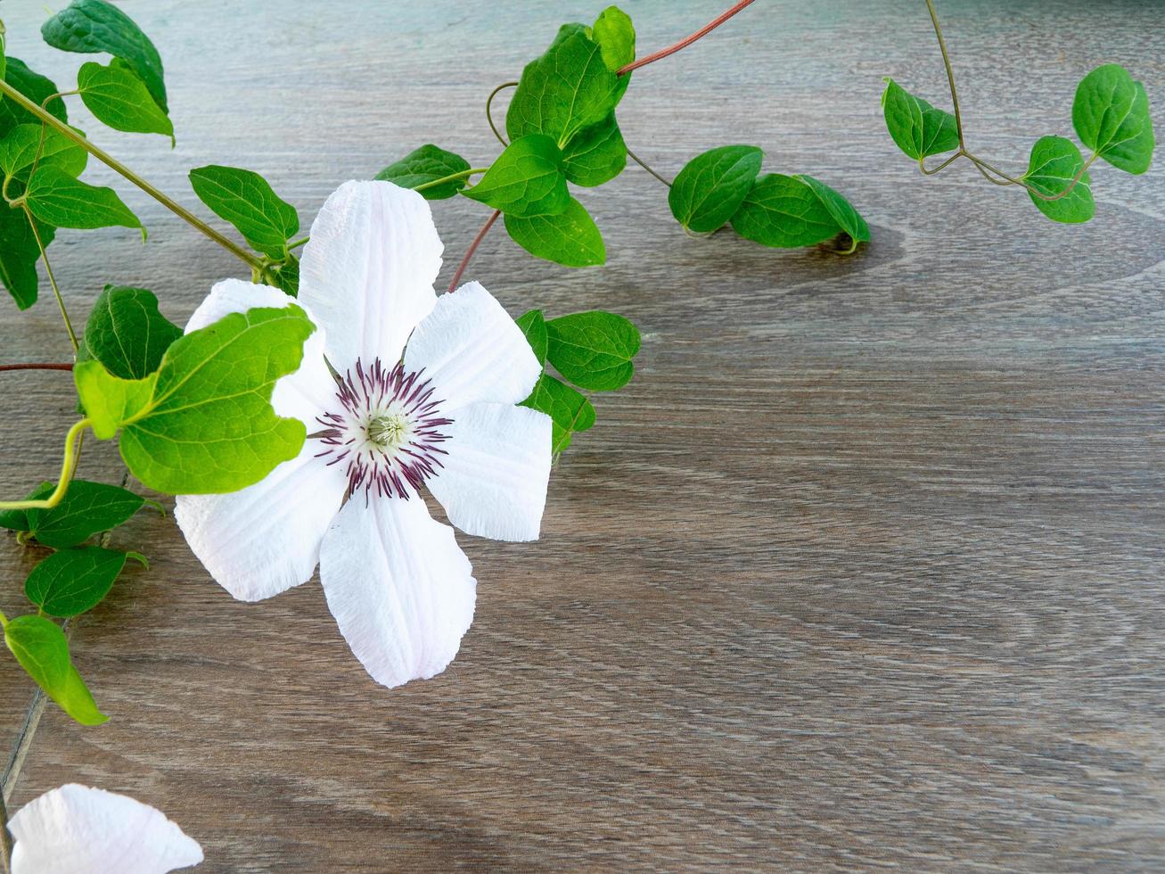 trädgård blomma clematis på en trä grå bakgrund foto