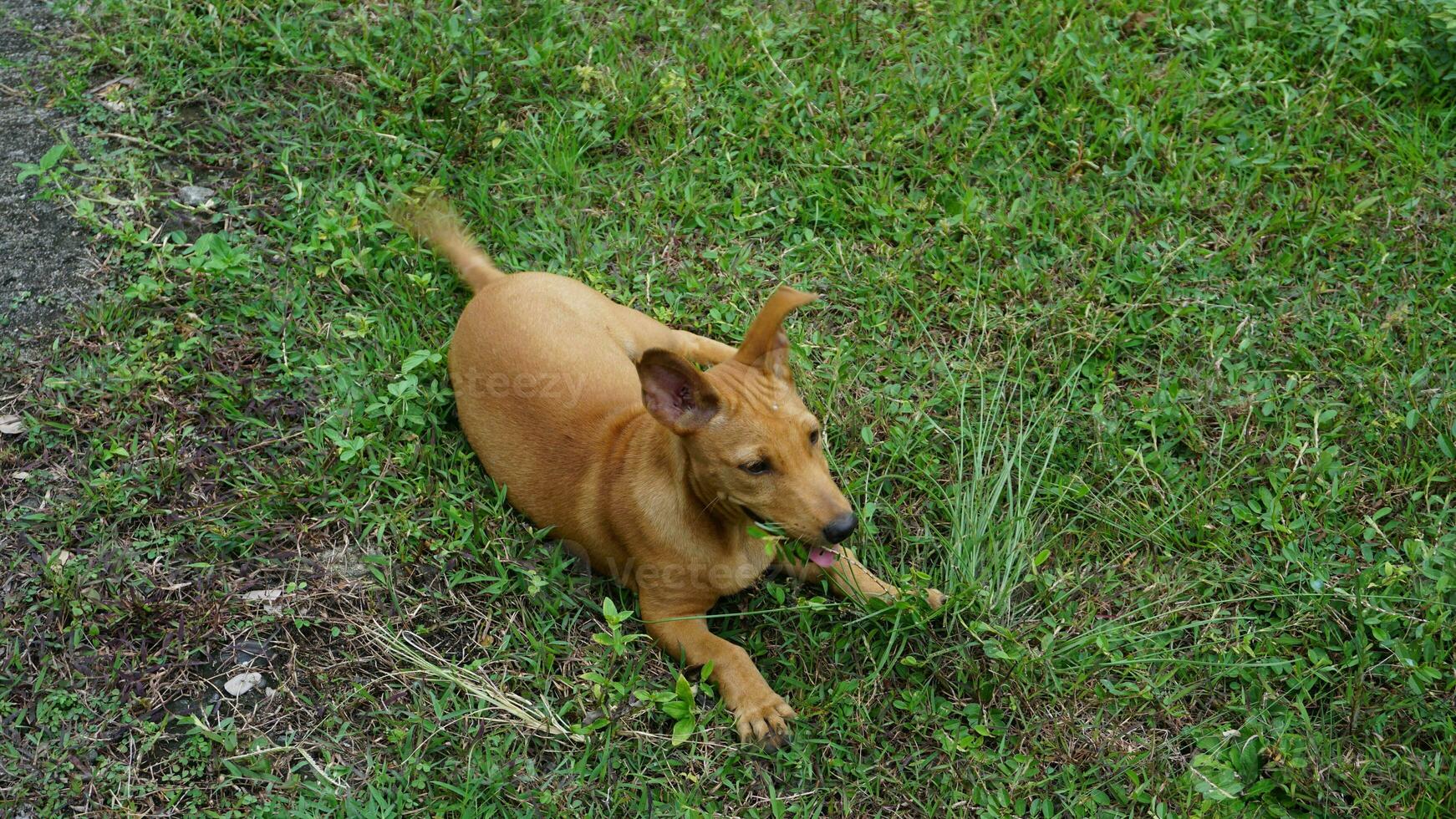 de brun hund sitta på de gräs och se på något på de grön gräs. foto