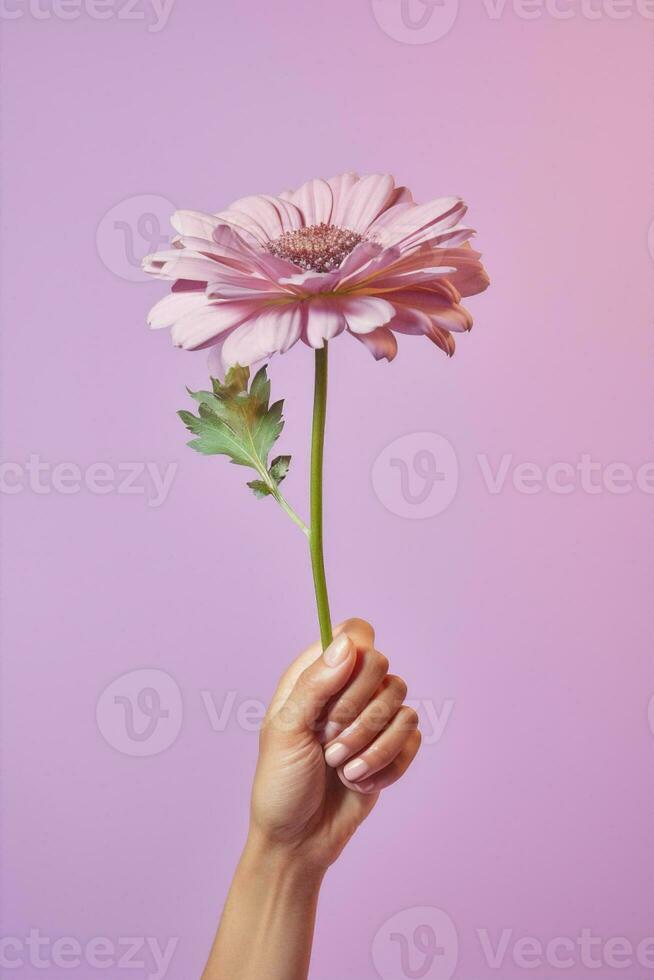 natur daisy blomma hand foto