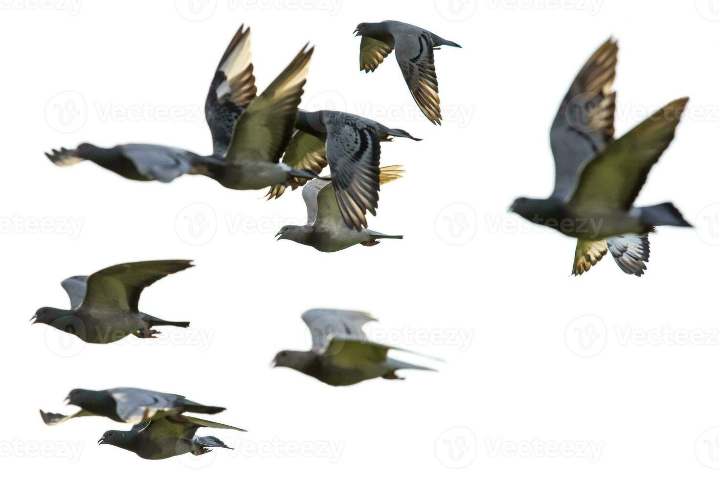 flock av hastighet tävlings duva flygande mot vit bakgrund foto