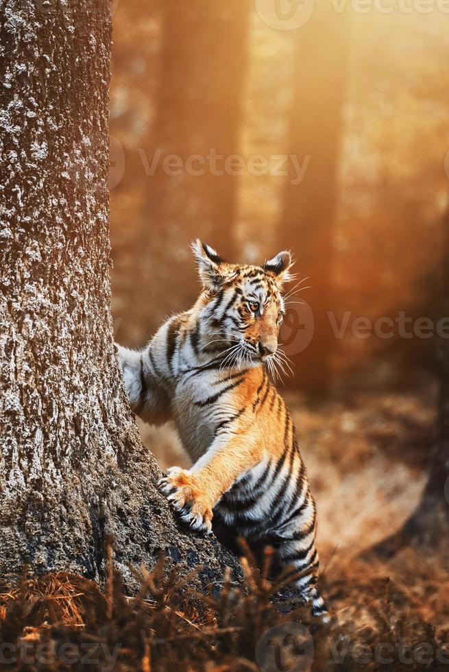 siberian tiger panthera tigris altaica detaljporträtt foto