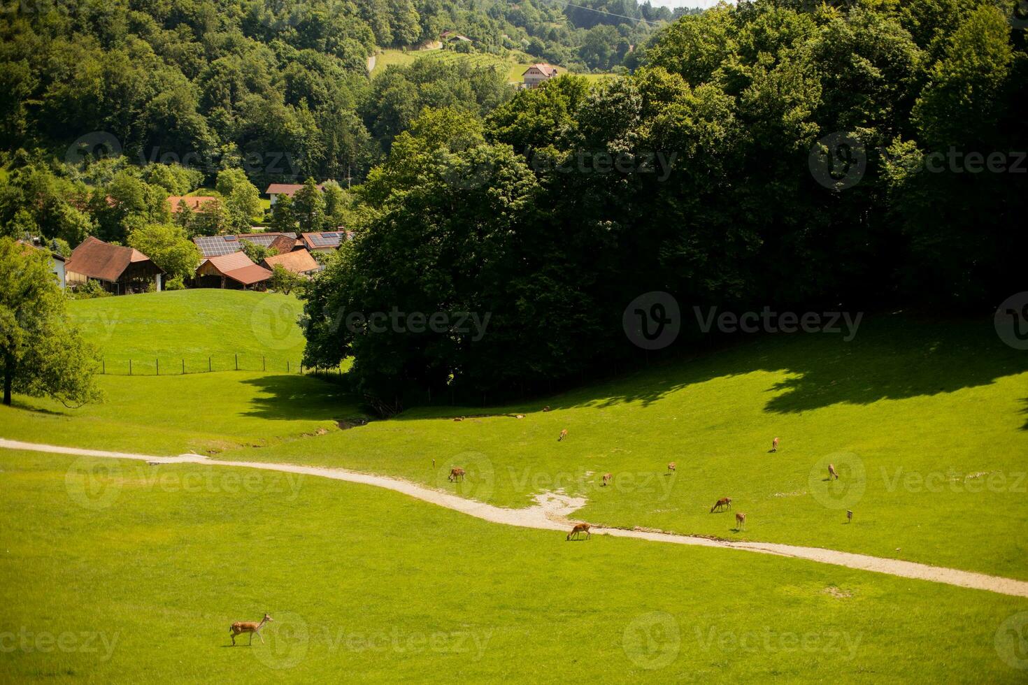 renar på de foten av jelenov greben i slovenien foto