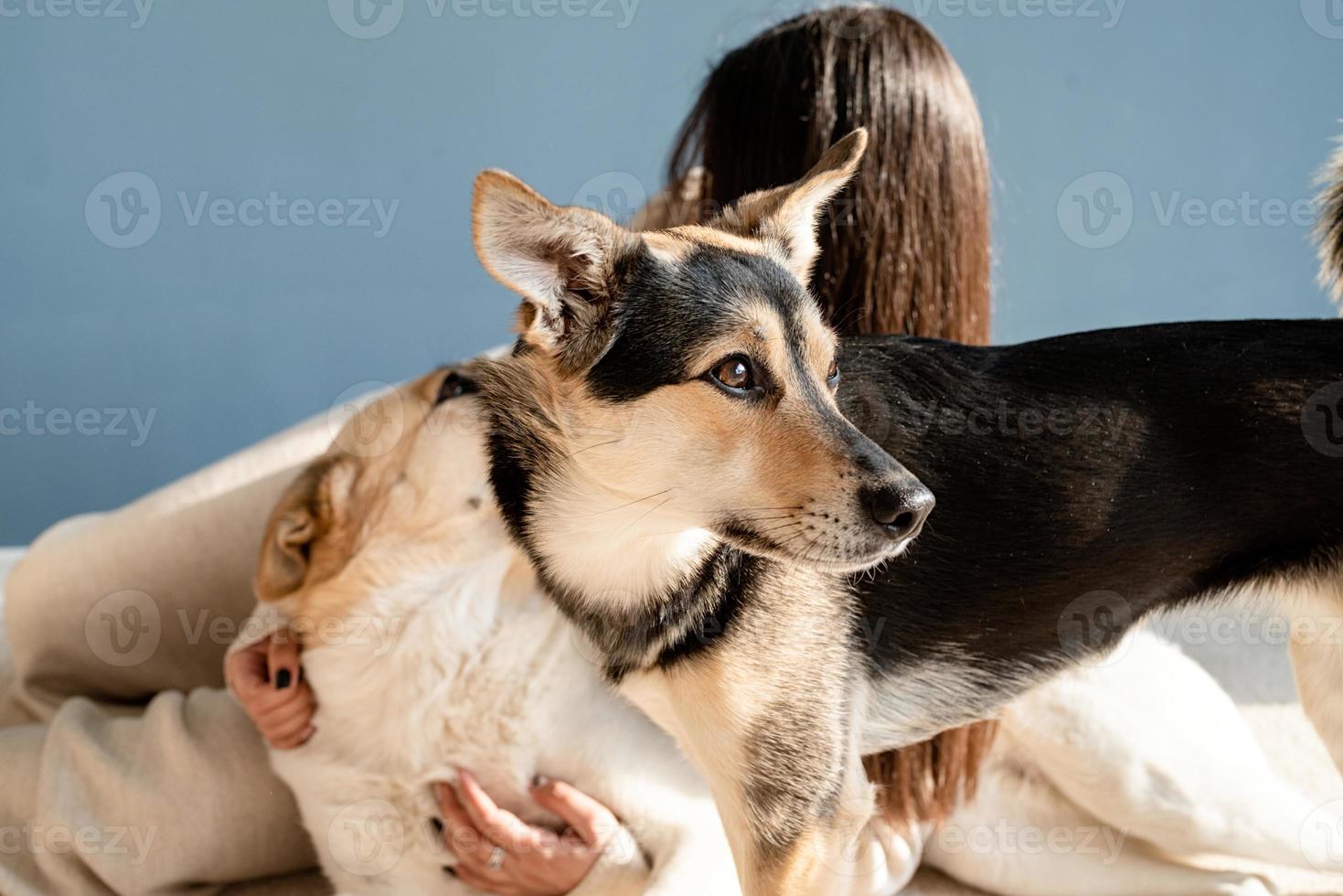 vacker kvinna med lekfull hund som omfamnar hemma foto