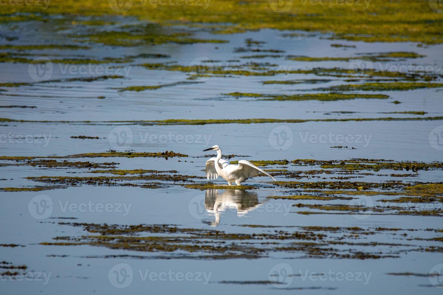 egret fågel i sjön söker byte foto