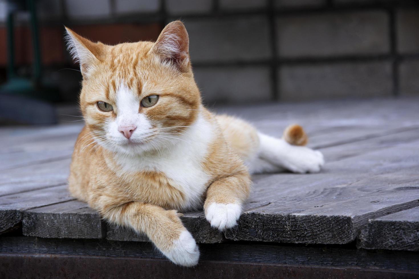 ingefära katten ligger på en trä bakgrund foto