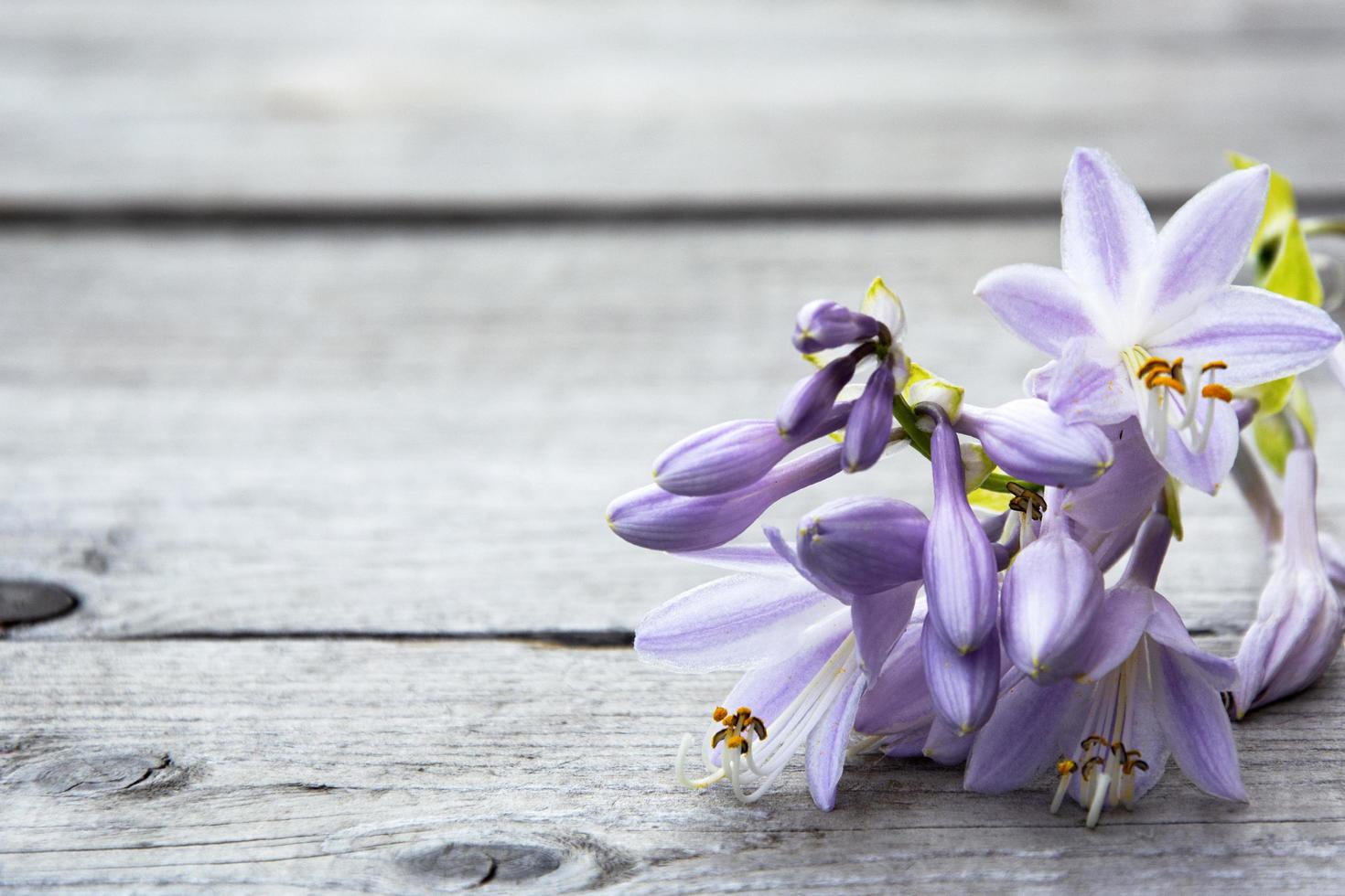 klockblomma på en träbakgrund foto